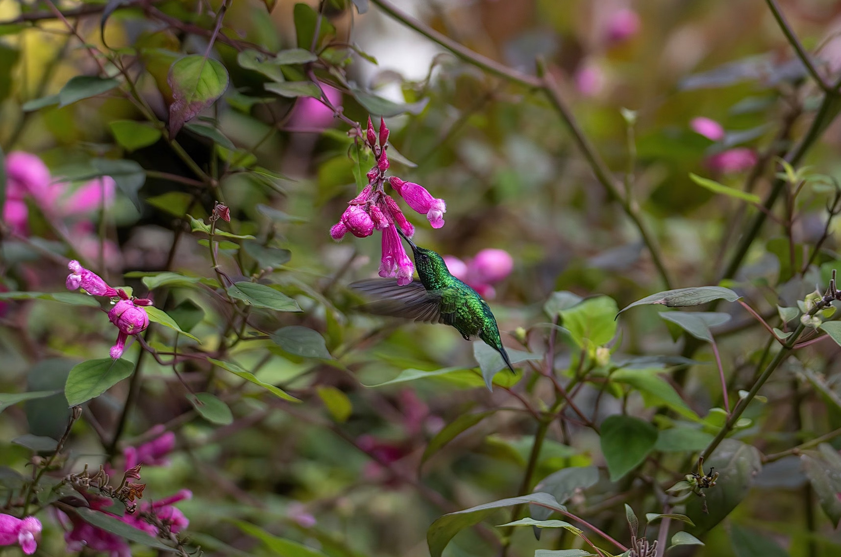 Hummingbirds feeding at a cloud-forest reserve near Cali