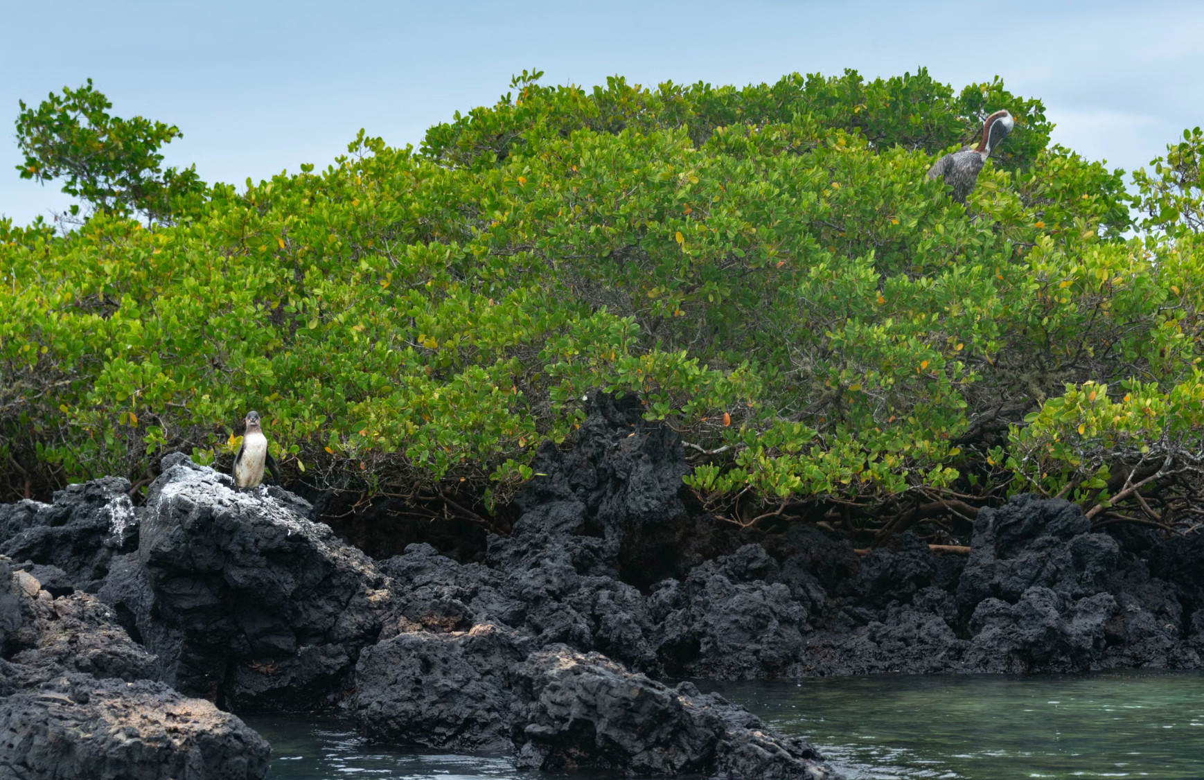 Galápagos penguin on lava rocks beside green mangrove shore