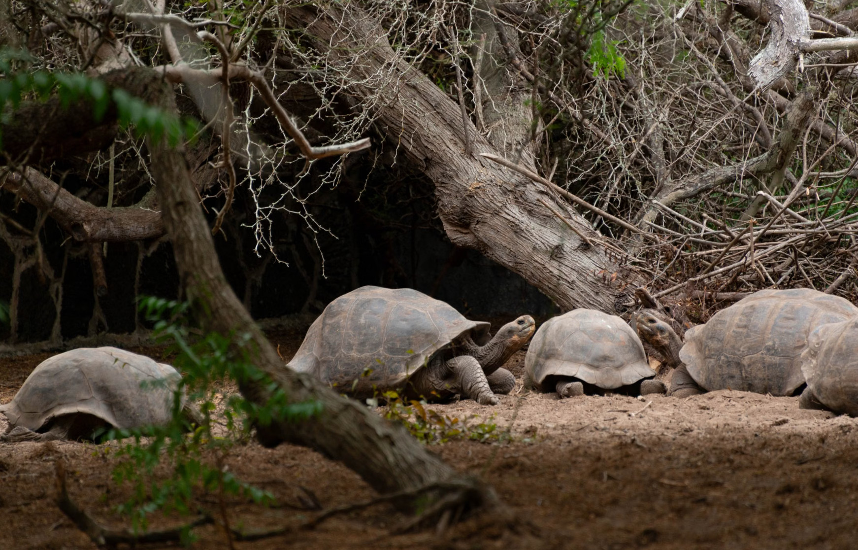 Giant tortoises in Islas Galápagos amid trees and foliage, showcasing unique wildlife.