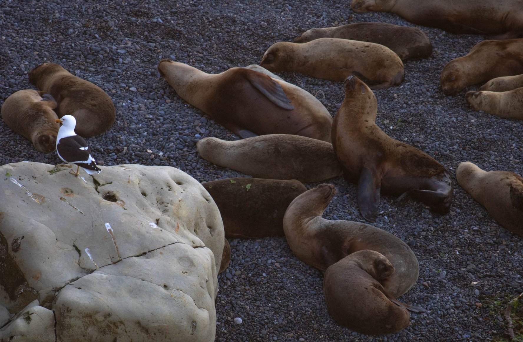 Sea lion colony resting on pebble beach San Cristóbal