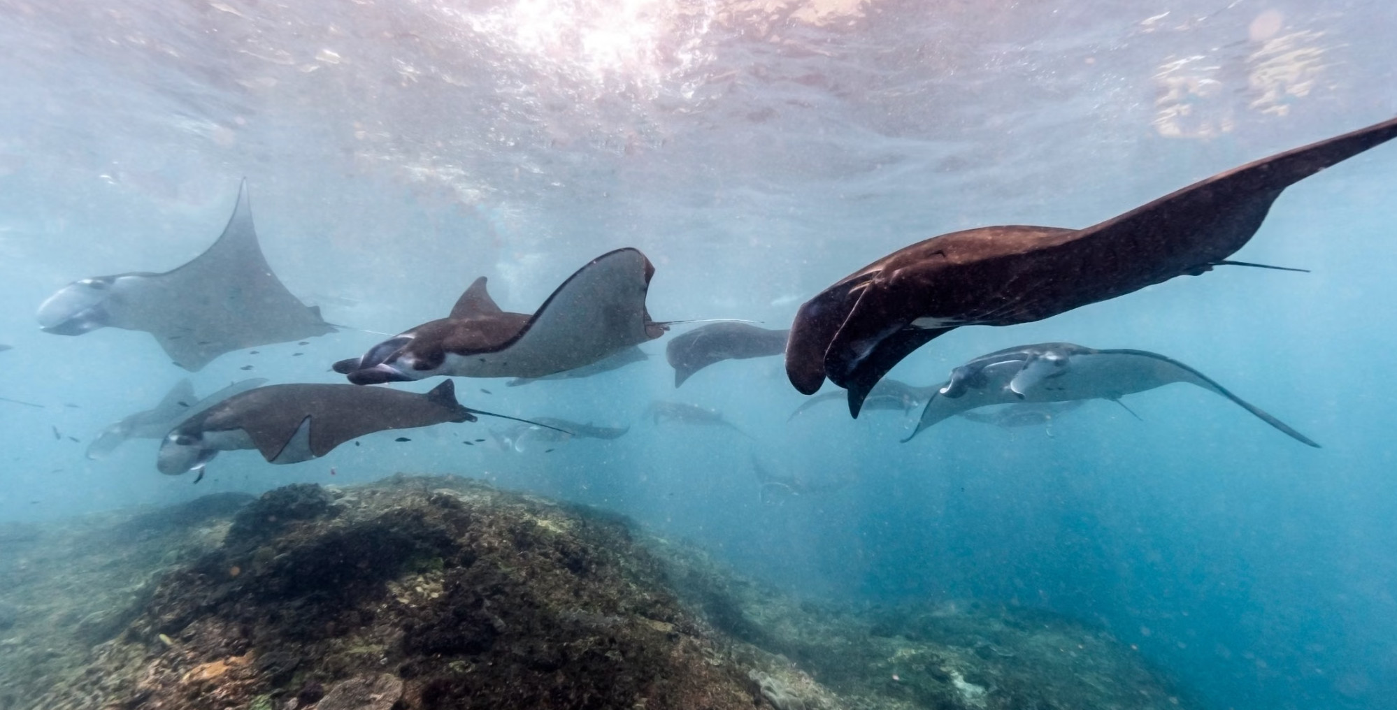Group of manta rays gliding over reef in Yap