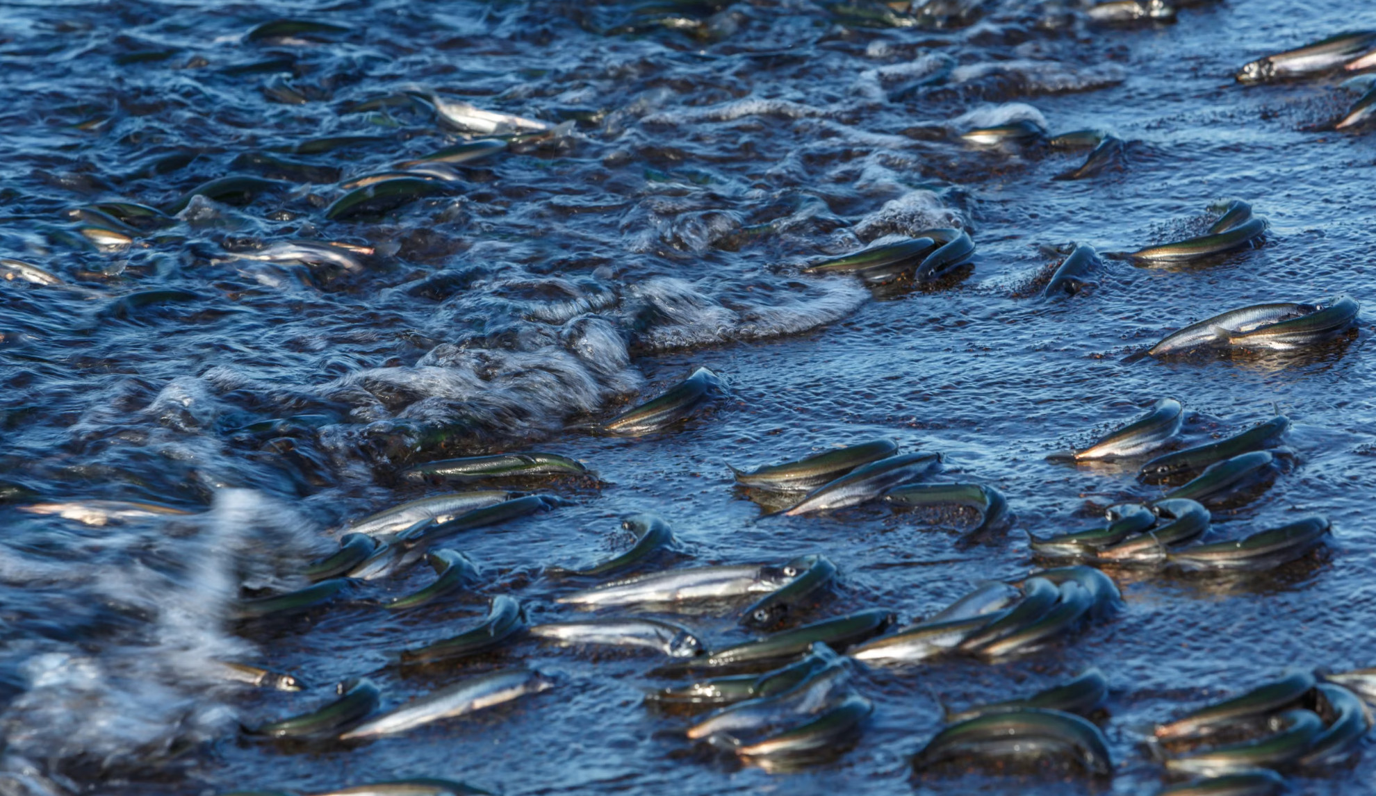 Dense school of silver fish swimming in shallow water