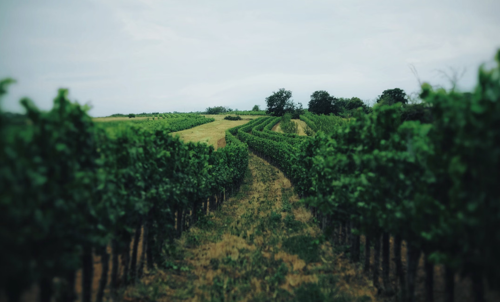 Rolling vineyard rows curving across green rural countryside hills