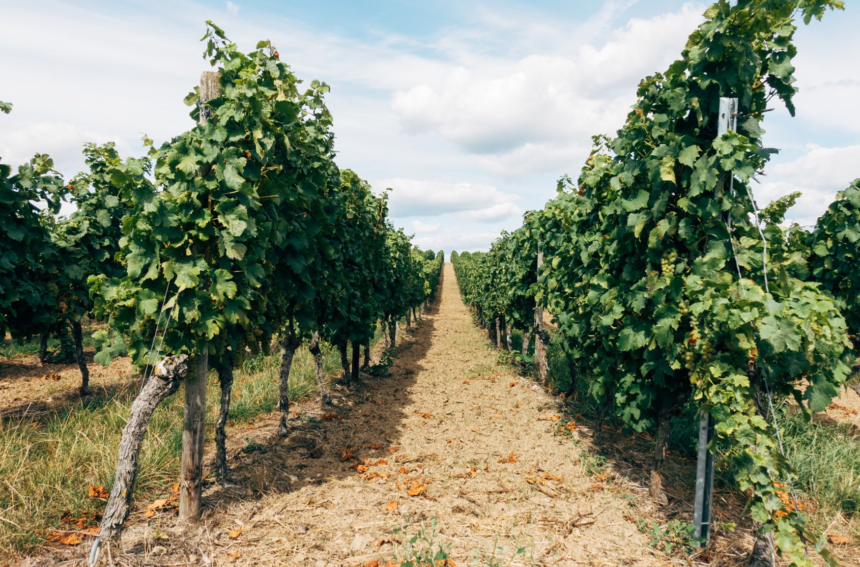 Rows of grapevines heavy with grapes under blue sky