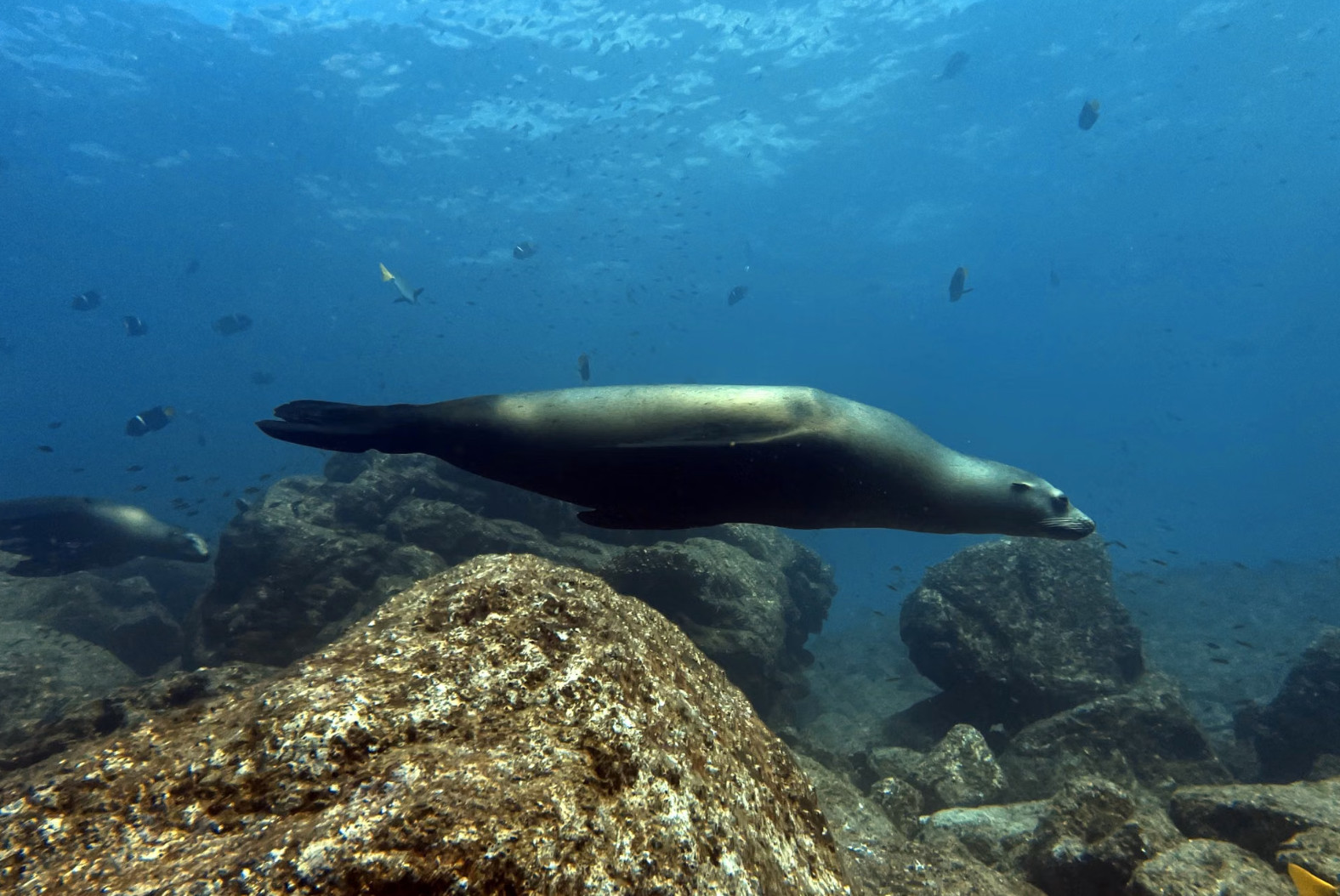 Galápagos sea lion swimming underwater over rocky reef bottom