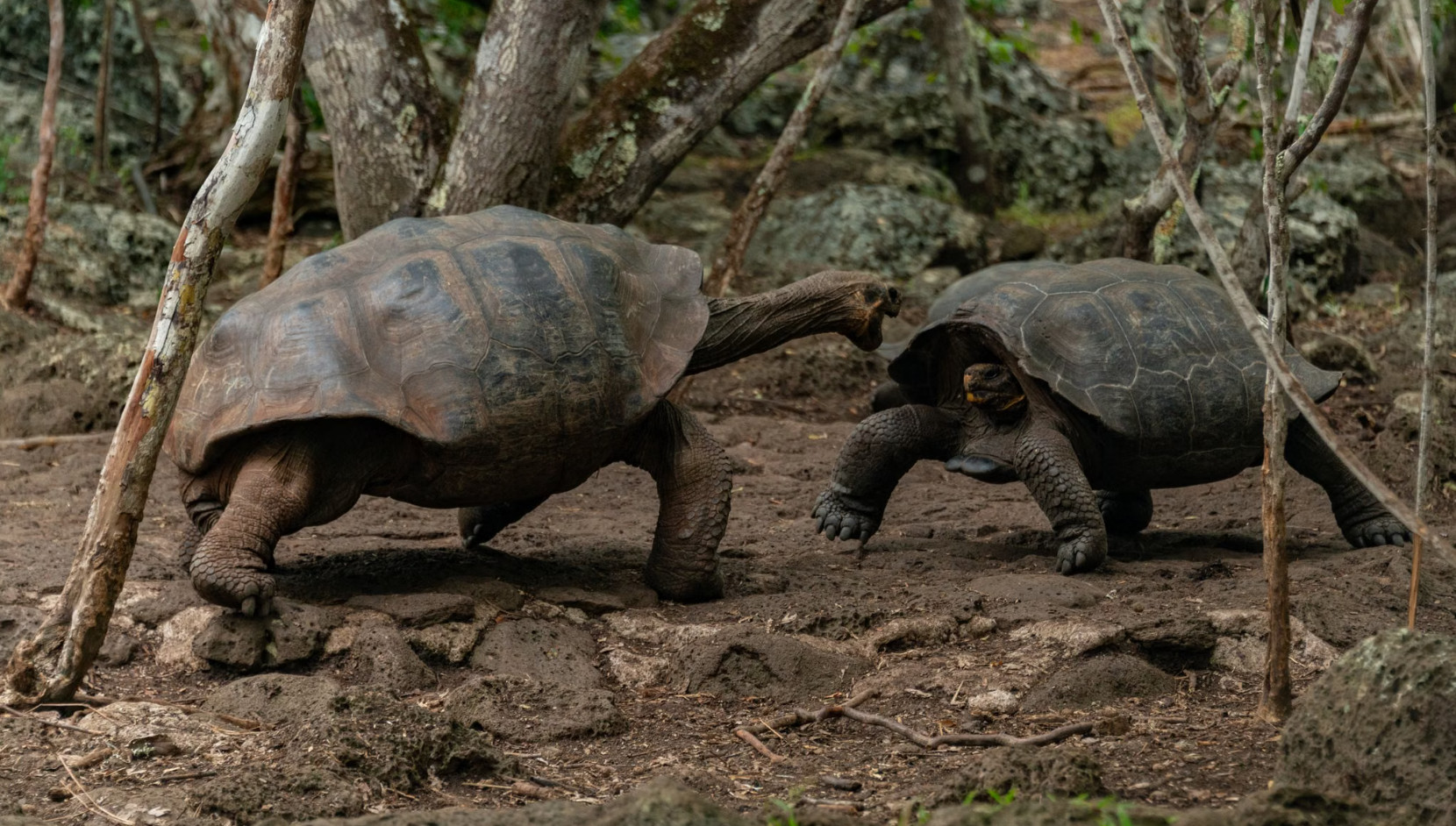 Two Galápagos giant tortoises facing each other in forest