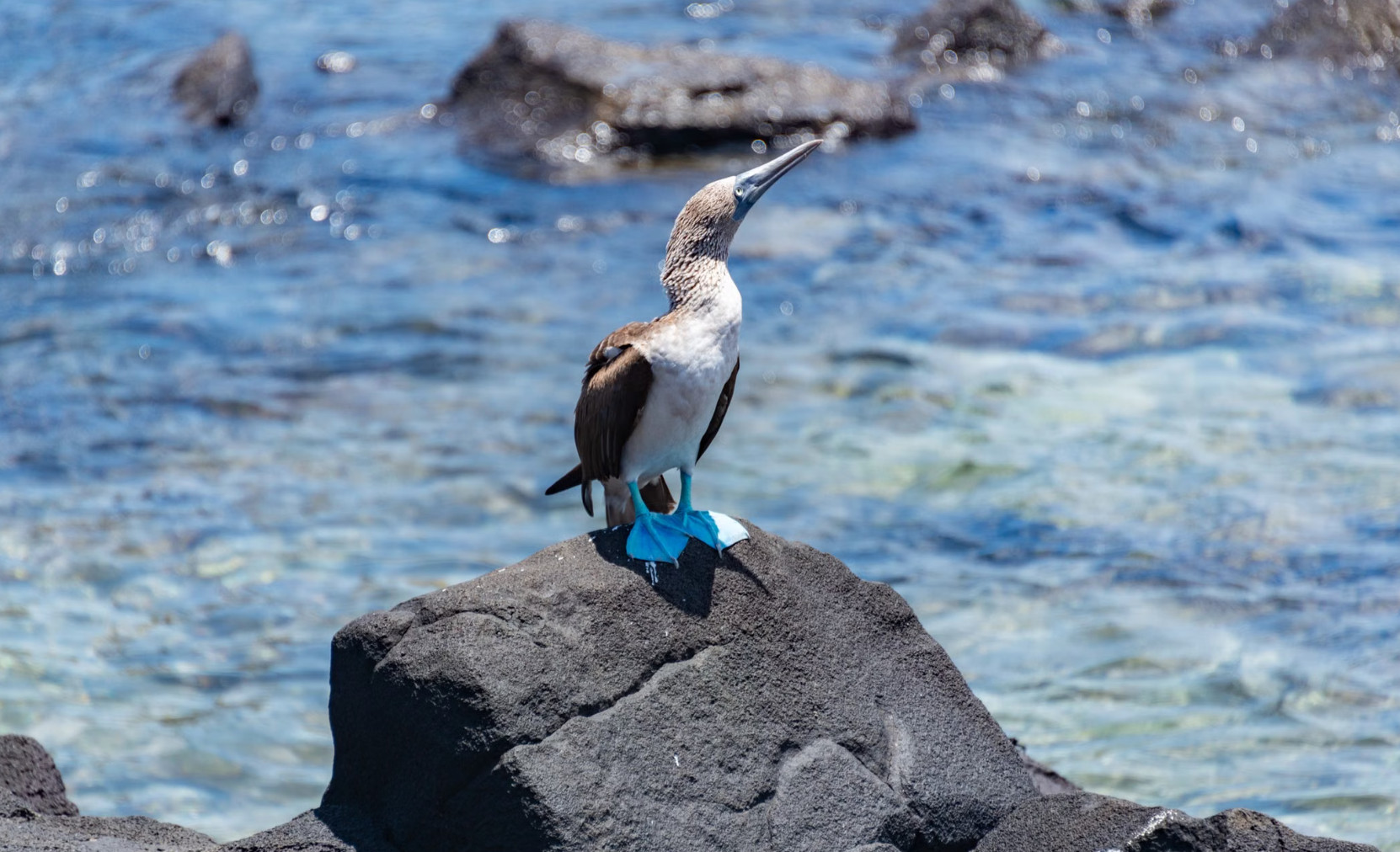 Blue-footed booby perched on lava rock above turquoise sea