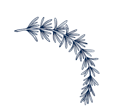 Branche décorative - illustration Drouant