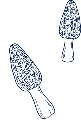 Champignons décoratifs - illustration Drouant