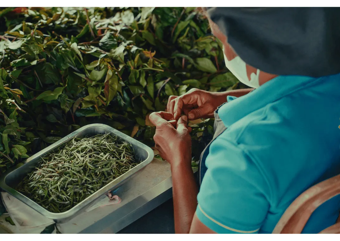 A worker in blue uniform and face mask sorting fine silver tea shoots into a metal tray, Lumbini, Sri Lanka