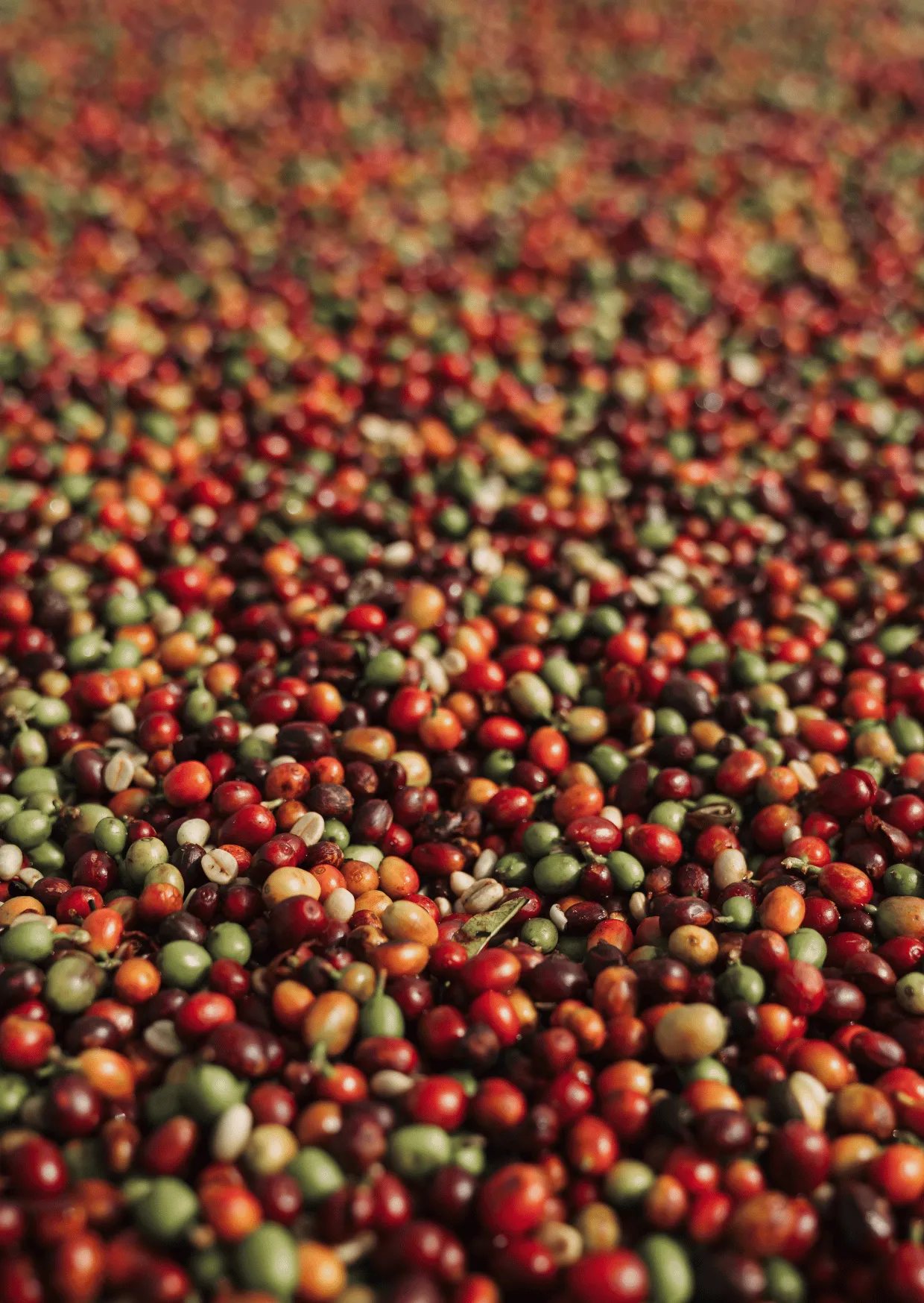 Freshly harvested coffee cherries in red, green and brown spread in a deep layer across a drying bed, Brazil
