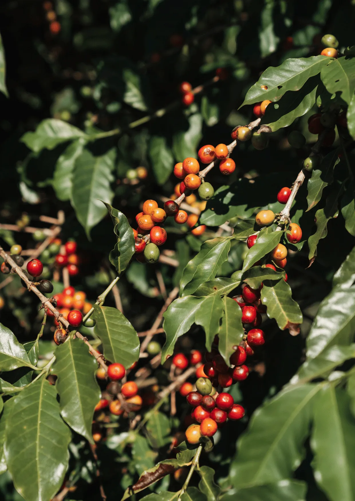 Coffee cherries ripening from green through orange to red along branches among glossy leaves, Brazil