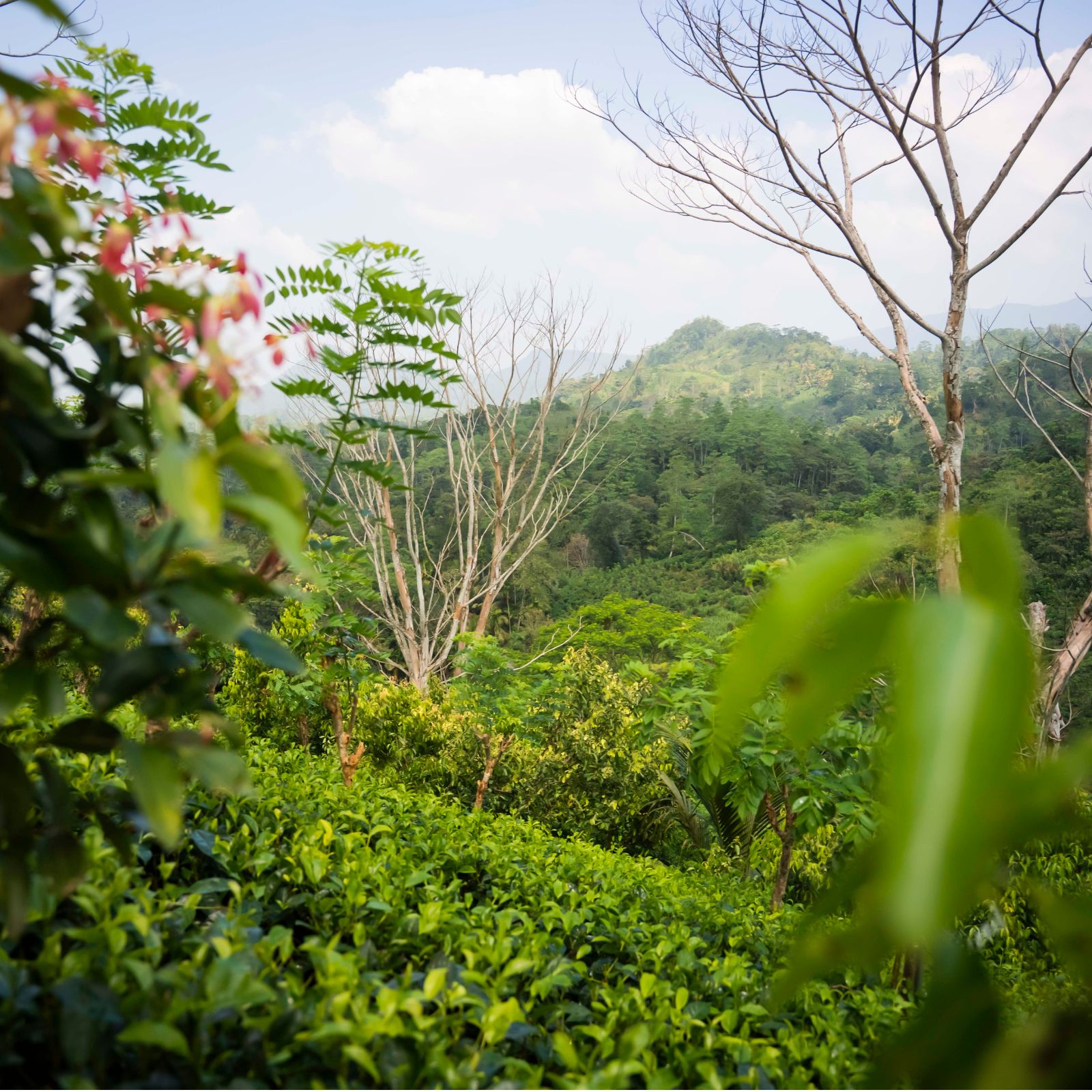 Tea bushes and a pink-flowered shrub in the foreground with forested hills rising behind