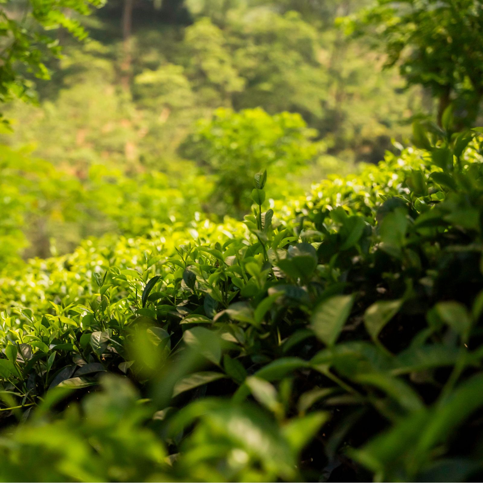 New shoots on a tea bush catching the light, with forest blurred behind