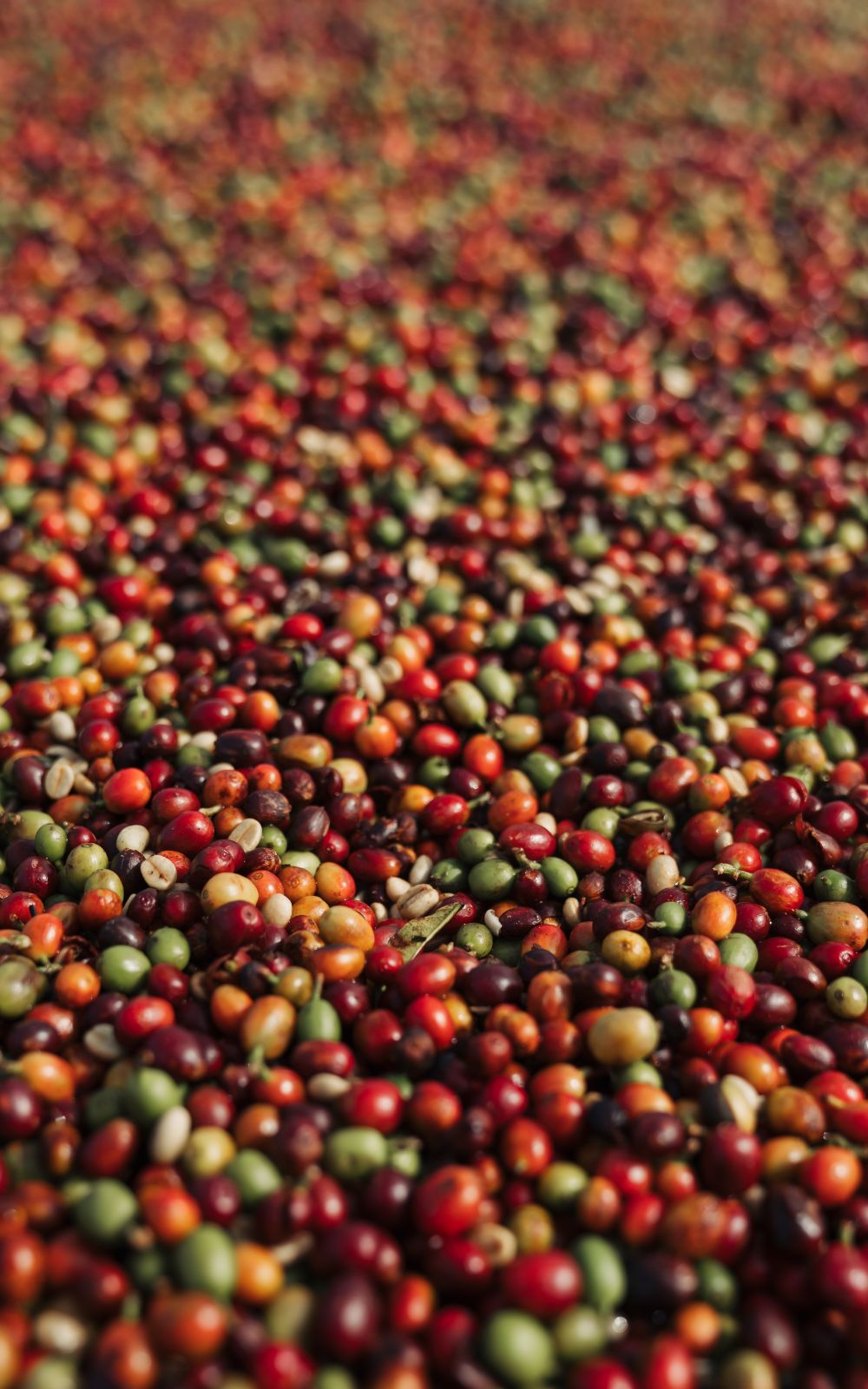 Coffee cherries in red, yellow and green spread out in a deep layer to dry