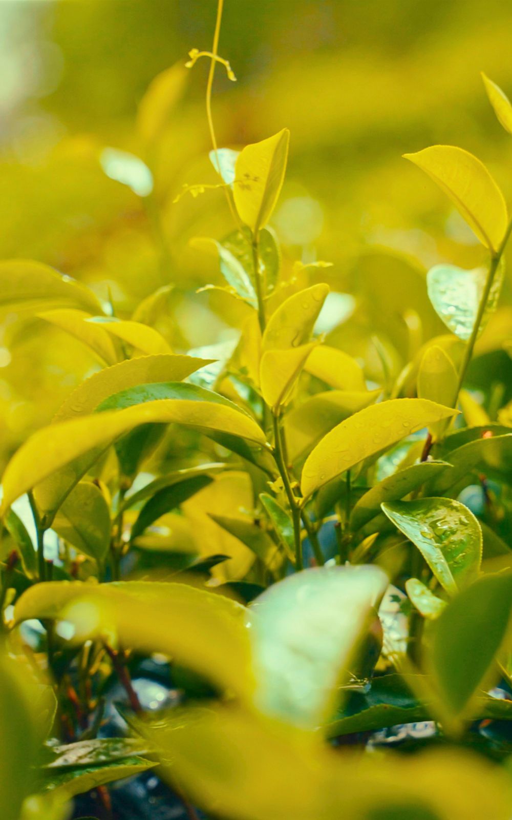 Sunlit tea shoots beaded with water, filling the frame in yellow-green