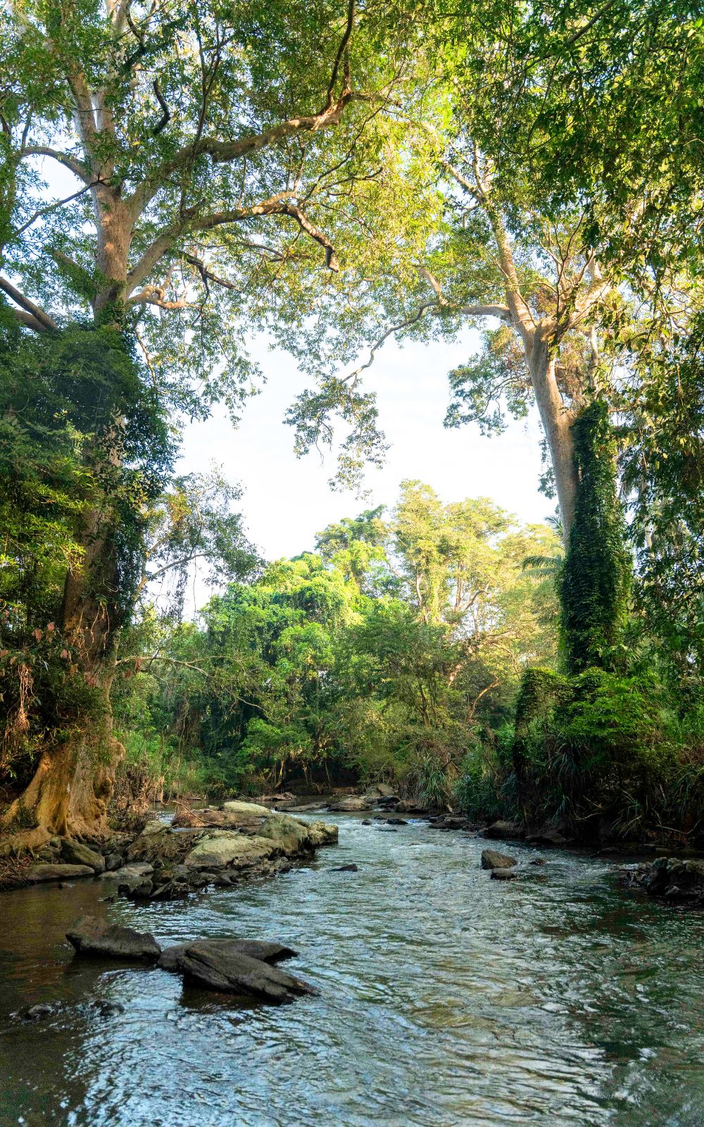 A shallow river running between tall forest trees, with ivy-covered trunks on the bank