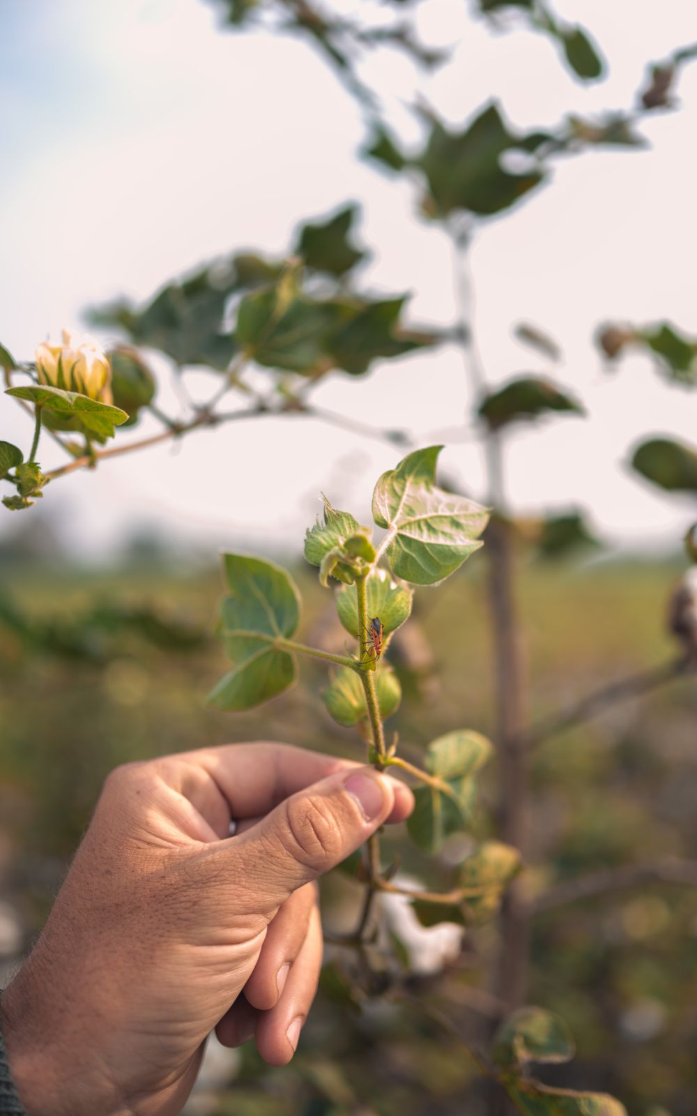 A hand steadying a cotton branch carrying green bolls and a cream flower