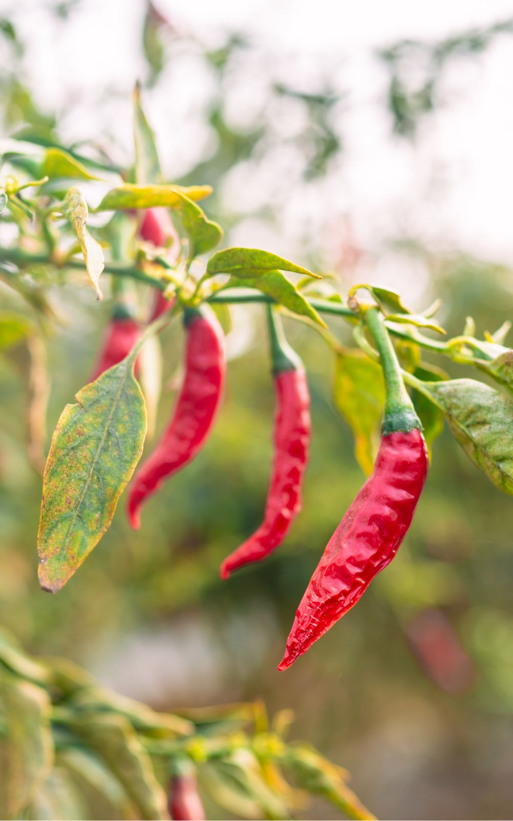 Ripe red chillies hanging in a row from a leafy branch