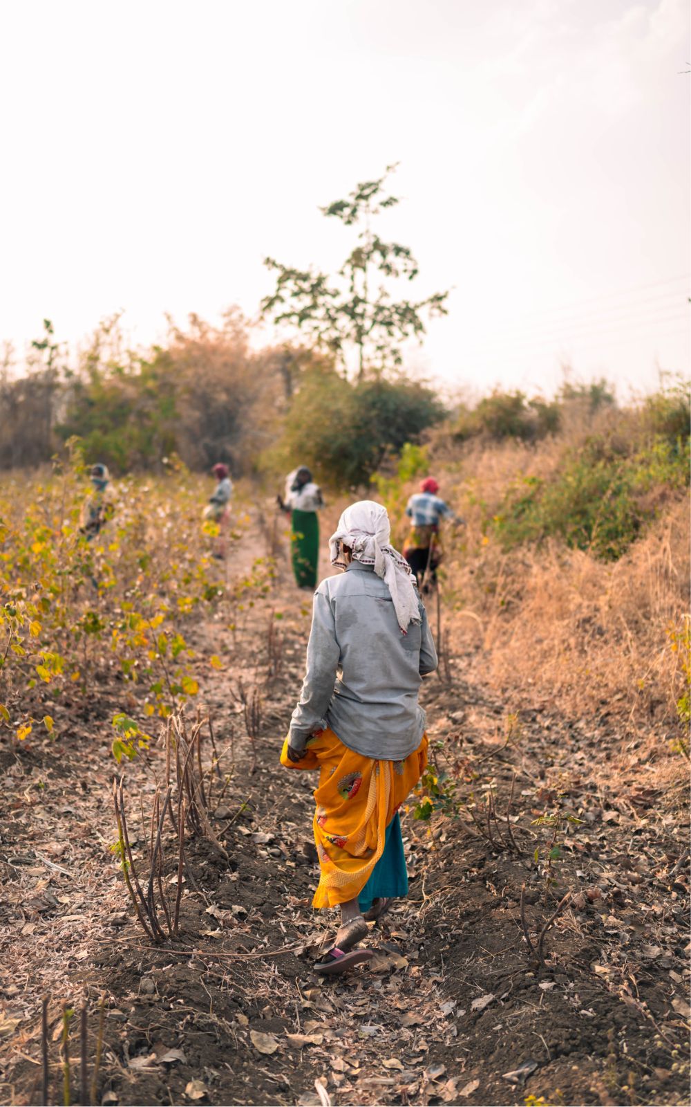 Farm workers walking single file along a track through a harvested cotton field at dusk