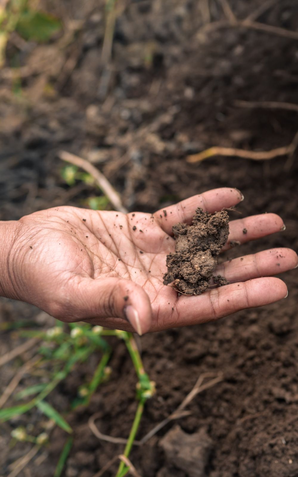 An open palm holding a clod of dark moist soil above freshly turned earth