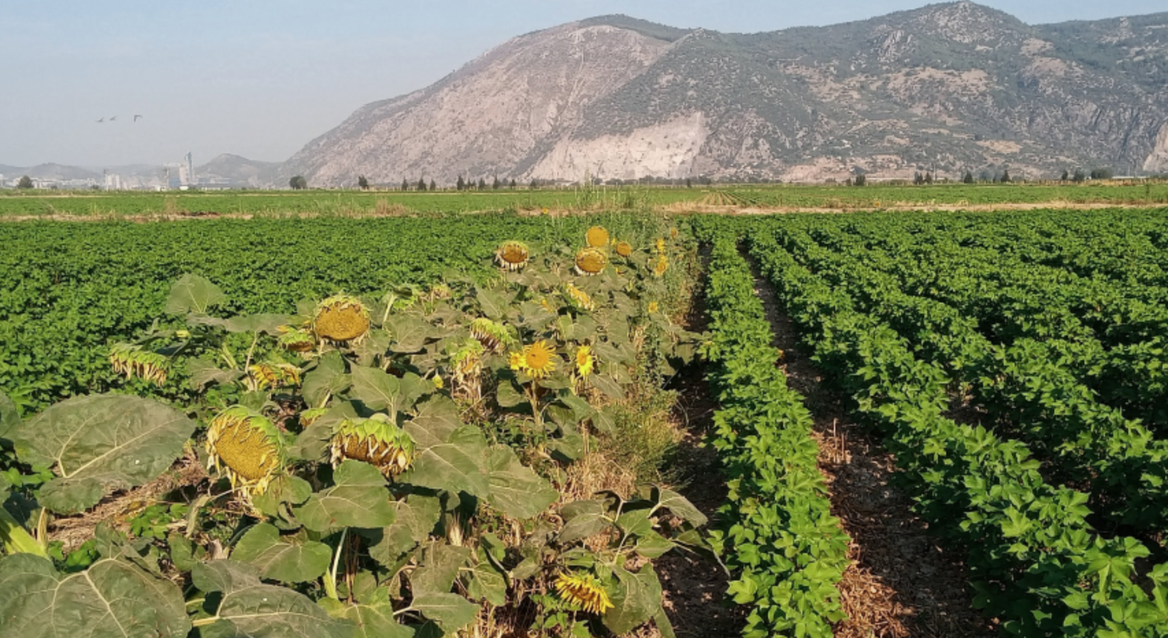 Sunflowers grown in rows beside a green cotton crop below dry mountains, Agrita Tarim