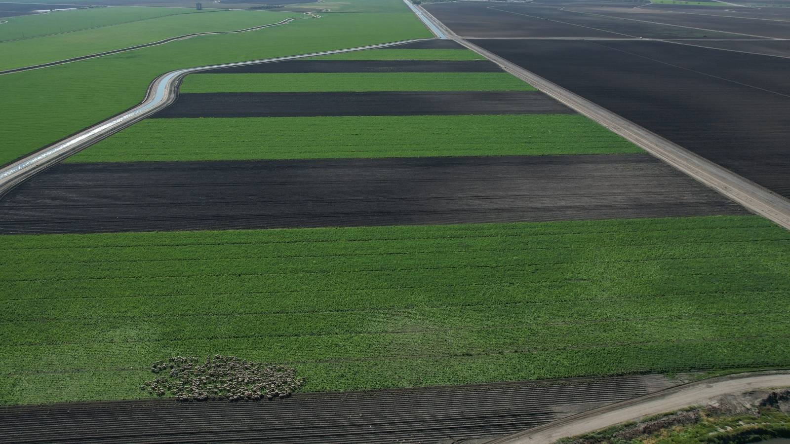 Aerial view of alternating green cover-cropped and bare dark strips across large fields at Bowles Farming Company