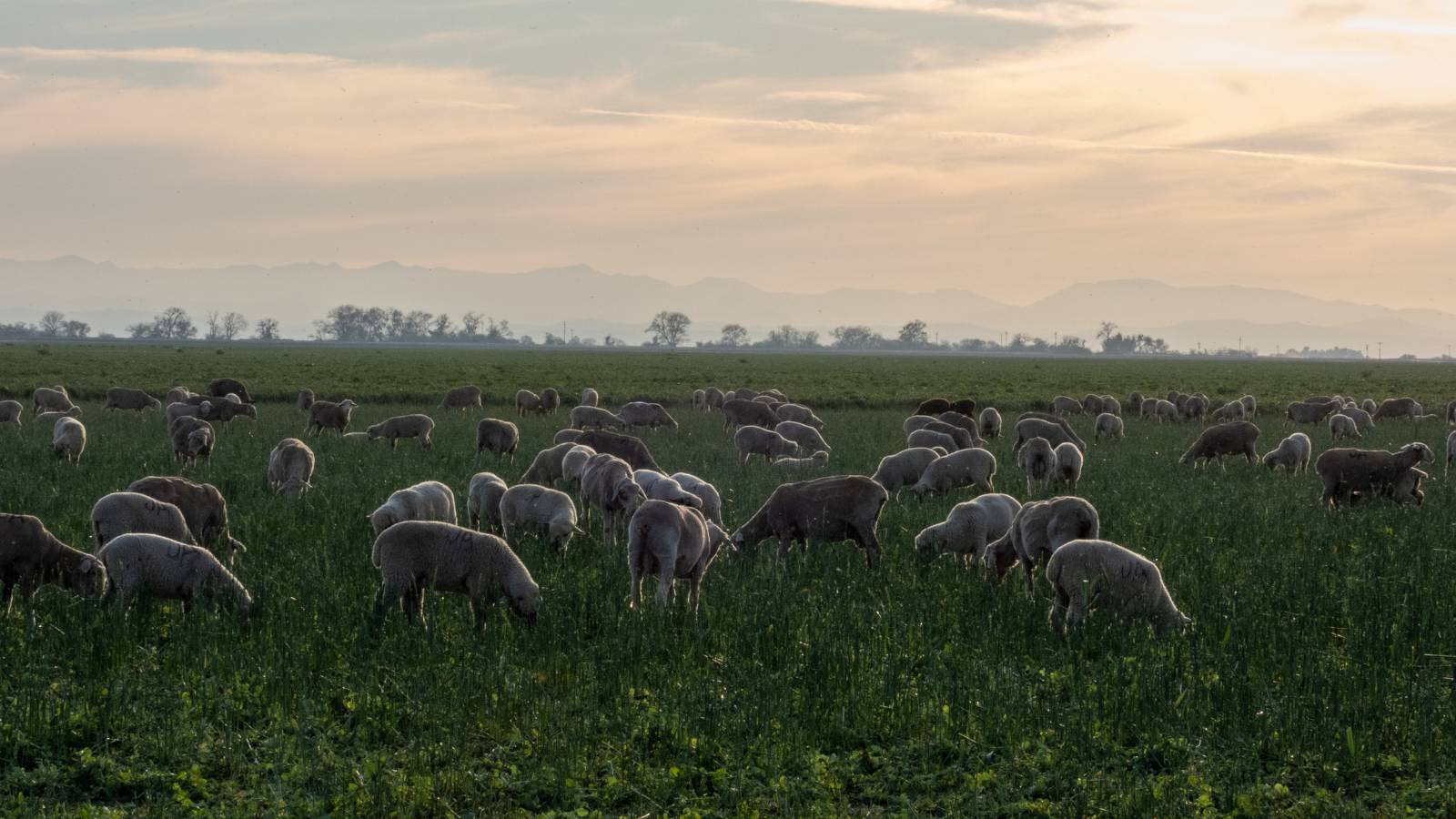 A flock of sheep grazing a green cover crop at dusk with distant hills behind, Bowles Farming Company