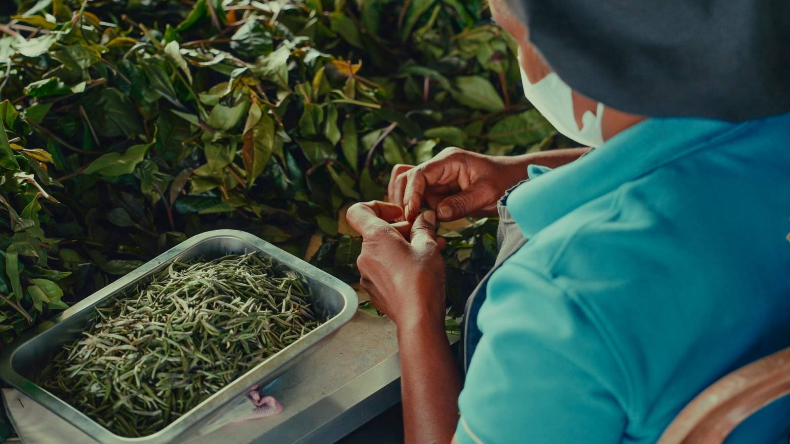 A masked worker in blue sorting plucked tea by hand beside a metal tray of pale silver tips