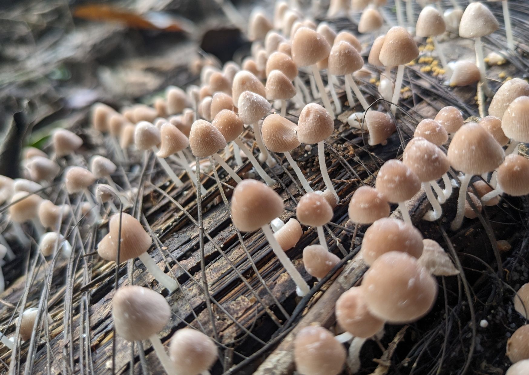 A dense colony of small pale mushrooms fruiting on decaying wood on the plantation floor