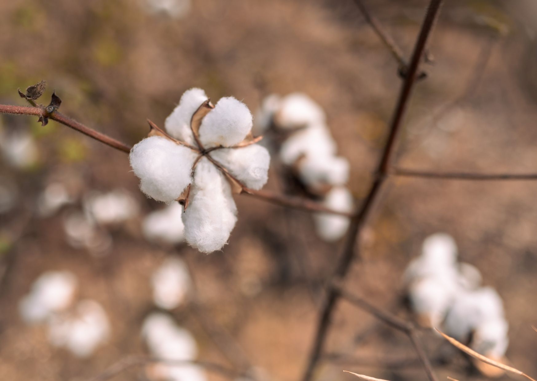 An open cotton boll on a slender branch, more bolls blurred behind in a field in India