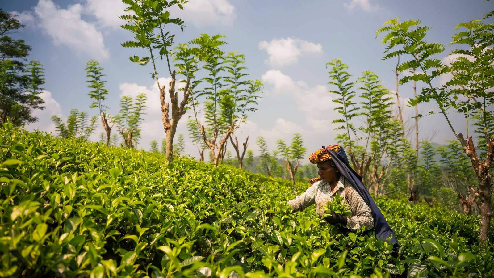 A tea plucker in a patterned headwrap harvesting leaves among tea bushes below pruned shade trees, Lumbini Tea Valley, Sri Lanka