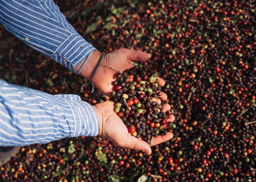Cupped hands lifting a double handful of harvested coffee cherries from a drying patio at Fazenda Paraiso, Brazil