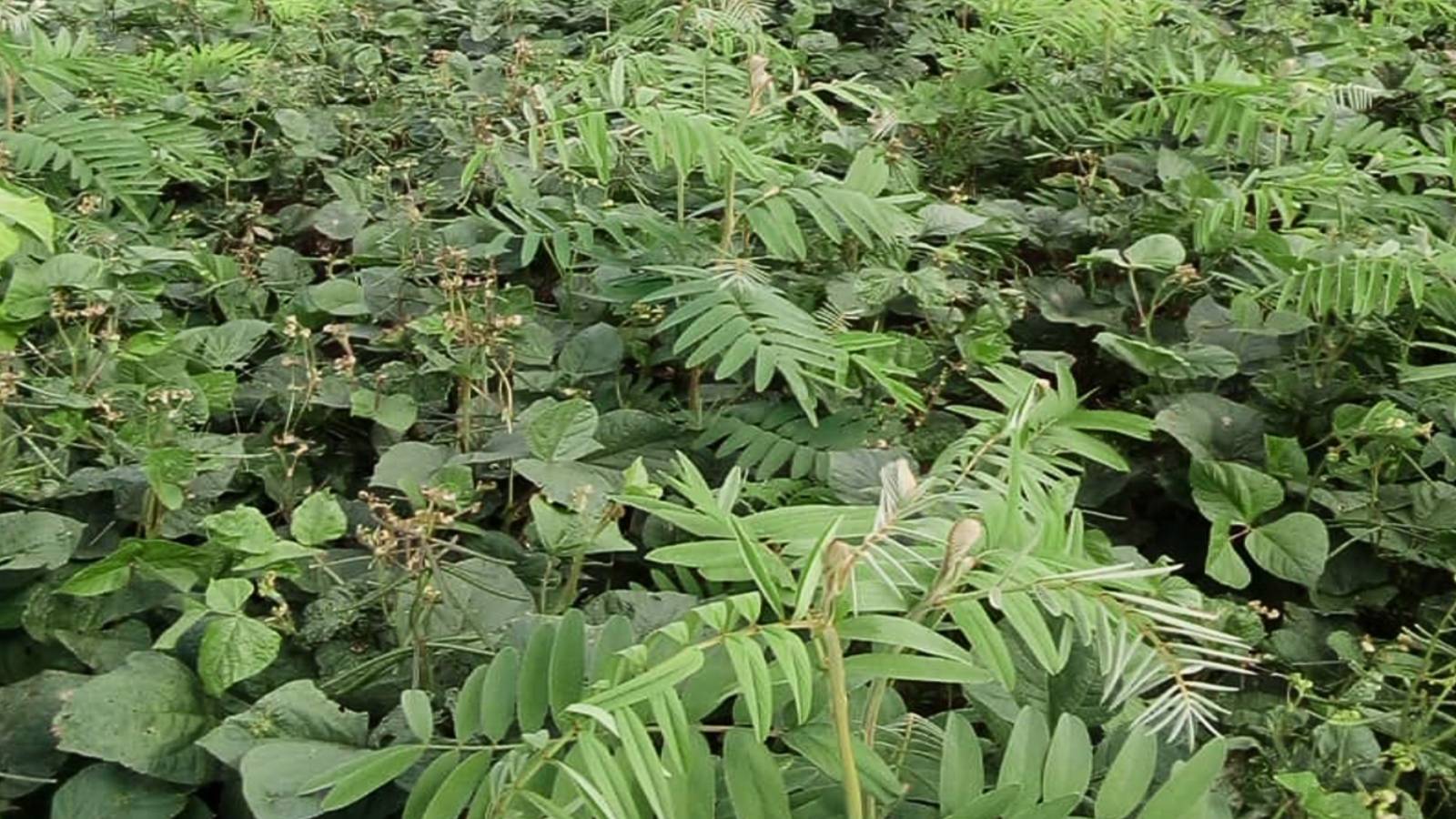 Green gram intercropped with tephrosia, the two crops' leaves interleaved across the ground, Alliance Ginneries