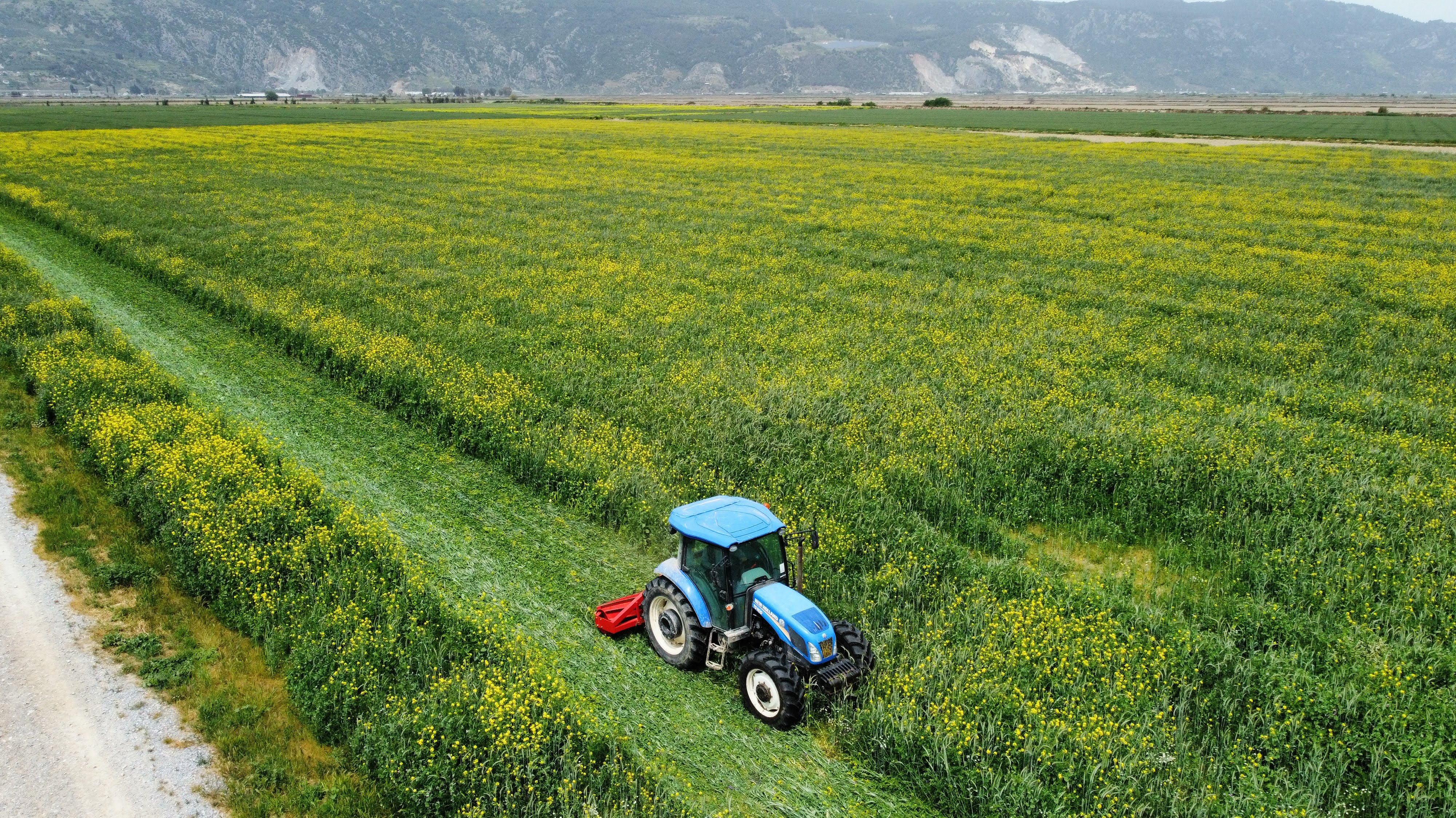 A blue tractor mowing a strip through a flowering yellow cover crop, mountains behind, Agrita Tarim