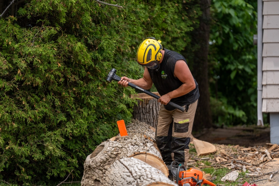 Arborist splitting a large stump with an axe next to a cedar hedge in Montreal