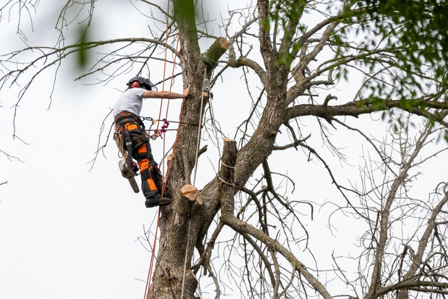 Arborist climbing high into a bare tree canopy for tree pruning in Montreal