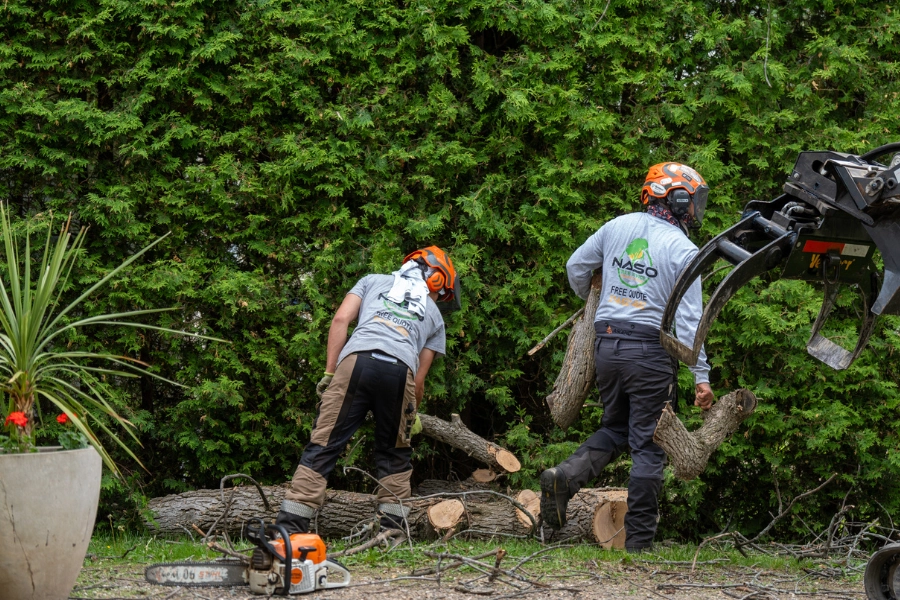 Two NASO Service workers clearing cut logs in front of a tall cedar hedge during tree removal in Montreal