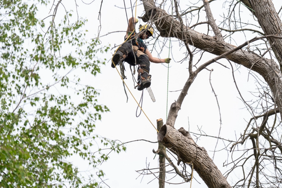 Arborist rigged into a large hardwood tree trimming dead branches during tree pruning in Montreal
