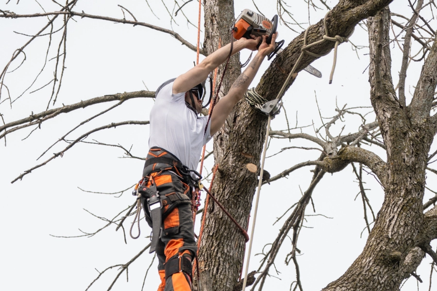 Arborist using a chainsaw high in a bare hardwood tree for tree trimming in Montreal