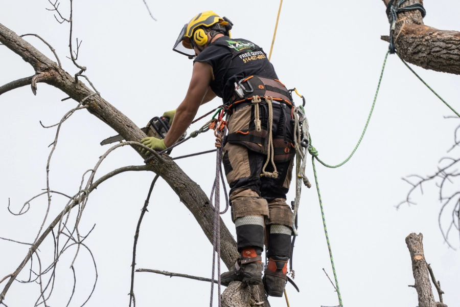 Fully rigged arborist standing in the canopy of a dead tree during tree removal in Montreal