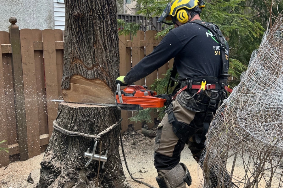 Arborist cutting through a large tree trunk at ground level with a chainsaw during tree removal in Montreal
