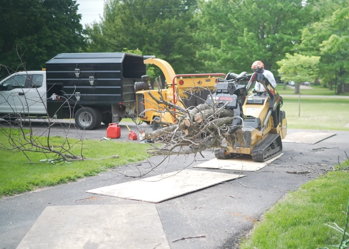 Skid steer loading tree debris into a wood chipper on a driveway during organic debris removal in Montreal