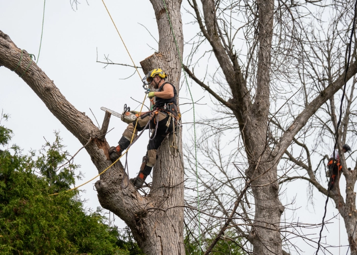 Roped arborist positioned in the upper canopy of a large hardwood tree during tree trimming in Montreal