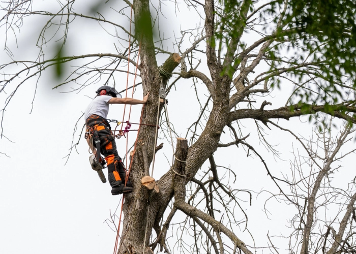 Arborist climbing into the upper branches of a large hardwood tree during site prep for tree planting in Montreal