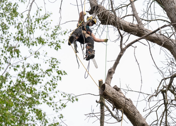 Arborist suspended in ropes high in a bare tree canopy with a chainsaw during tree removal in Montreal