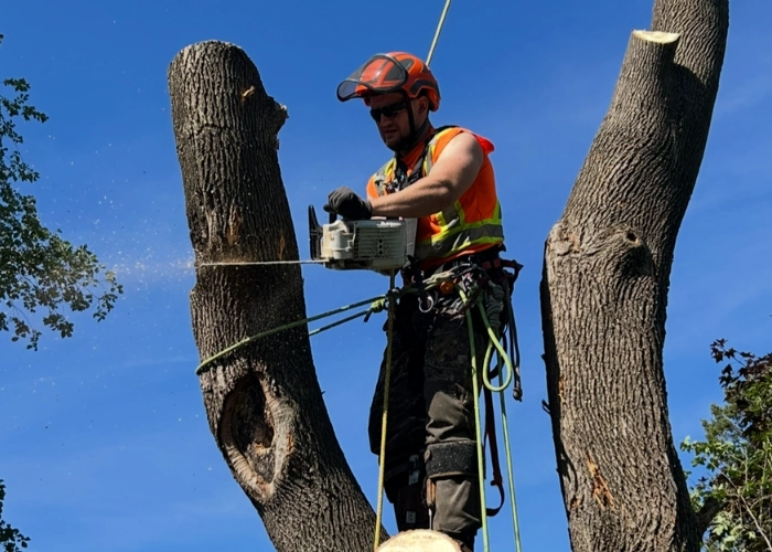 Arborist roped into the fork of a large tree cutting a section with a chainsaw during tree removal in Montreal
