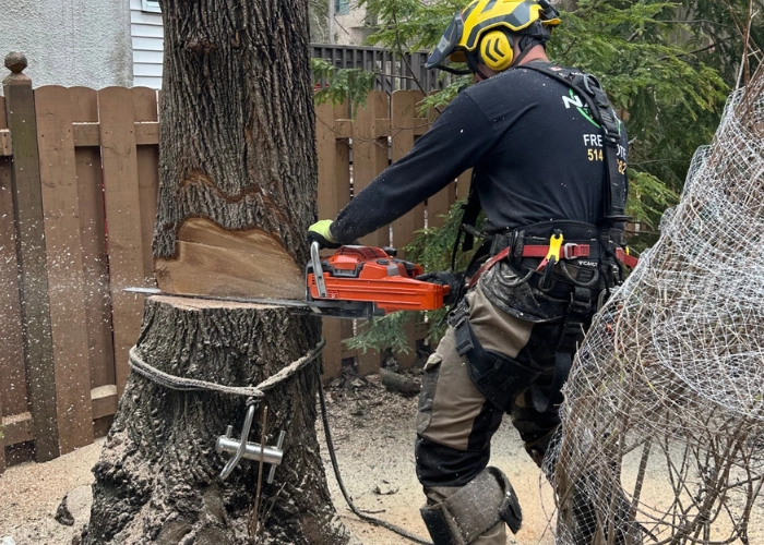 Arborist cutting through a large tree trunk at ground level with a chainsaw during tree removal in Montreal