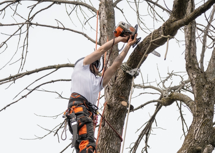 Arborist using a chainsaw to trim a dead branch while secured in the canopy of a large bare tree during tree care in Montreal