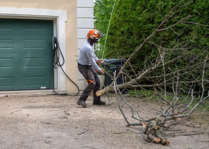 Worker dragging cut branches across a driveway during tree trimming in Montreal